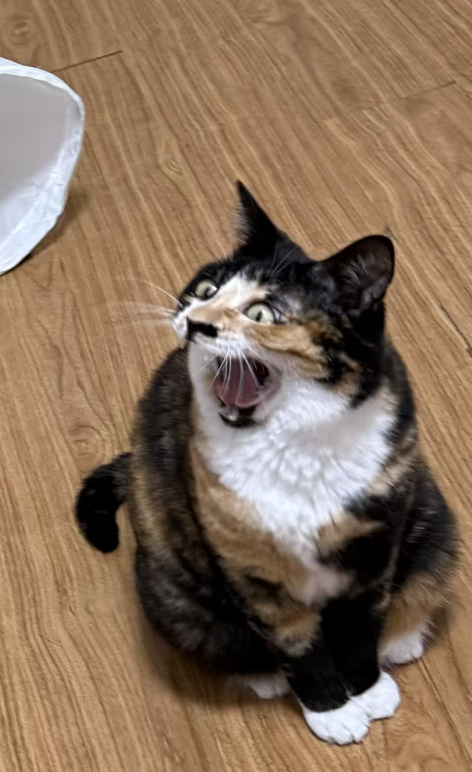 养猫人拍立得照片